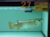 IMG_2591 Arowana Malaysian Gold.JPG