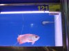 IMG_2602 Arowana Msia Gold.JPG