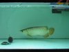 IMG_2595 Arowana Malaysian Gold.JPG