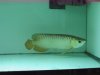IMG_2593 Arowana Msia Gold.JPG