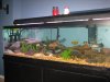 Fish Tank 033.jpg