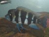 Fish Tank 038.jpg