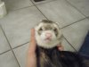 Pet picks 005.jpg