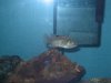 Fish Tank 063 (Large).jpg