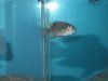 Fish Tank 064 (Large).jpg