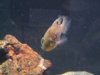 Fish Tank 069 (Large).jpg