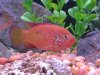 Fish Tank 076 (Large).jpg