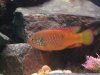 Fish Tank 067 (Large).jpg