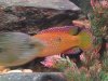 Fish Tank 066 (Large).jpg