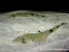 platycephalus indicus (lizard fish2).jpg
