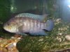 bobs fish pictures 007.JPG