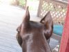 my parrots 029.JPG