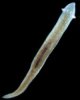 planaria.jpg