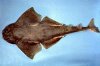 atlanticangelshark.jpg