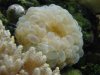 Bubblecoral1.jpg