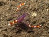 Stenopus-tenuirostris1.jpg