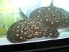 DSCF1169.jpg