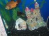 Jordan fish 014.JPG