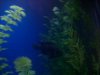 Jordan fish 013.JPG