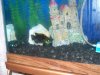 Jordan fish 009.JPG