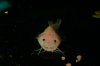 Phractocephalus%20hemiliopterus_albino_black%20eyes-003.jpg