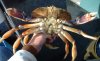 DungenessCrab.jpg
