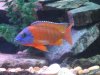Fish Tank 050 (Large).jpg