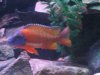 Fish Tank 051 (Large).jpg
