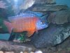Fish Tank 056 (Large).jpg