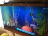 jordans fish 001.JPG