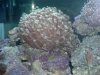 gonipora.JPG