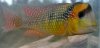 gymnogeophagus_gymnogenys_maldonado1[1].jpg