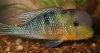 gymnogeophagus_labiatus_3puentes1[1].jpg