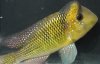 gymnogeophagus_nsp_yi2[1].jpg