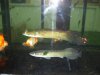 arapaima 003.jpg