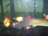 arapaima 004.jpg