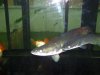 arapaima 005.jpg