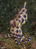 Hapalochlaena-sp4-6.jpg