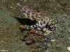 Hapalochlaena-sp4-7.jpg