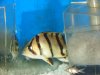 DSC01106.JPG