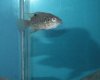 Fish%20Tank%20064%20%28Large%29.jpg