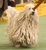 Komondor.jpg