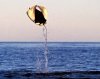 mobula5b.jpg
