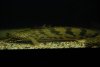 DSC_0029.JPG