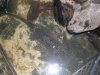 Common Pleco 1.jpg