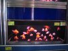 IMG_5063 Display Gold Fish.JPG