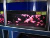IMG_5065 Gold Fish 3.JPG