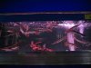 IMG_5072 Display Gars2.JPG