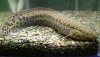 west african lungfish.jpg