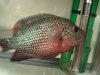 flowerhorn 024.jpg